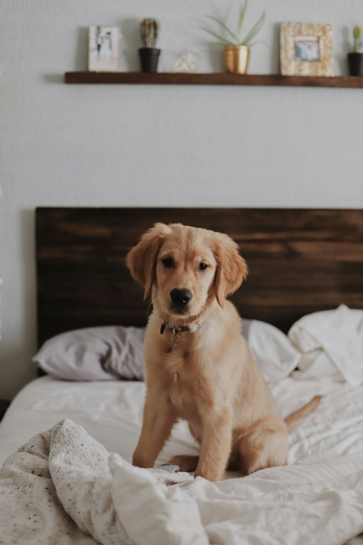 Labrador ligt ontspannen binnen in huis